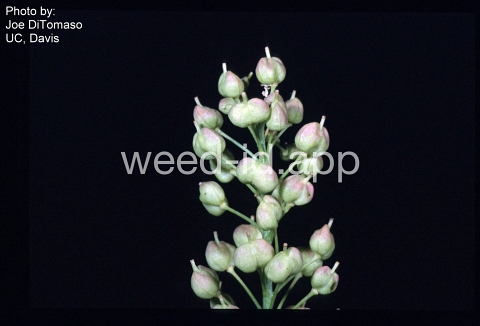 whitetop, lens-podded